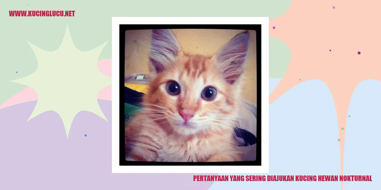 Gambar Kucing di Malam Hari