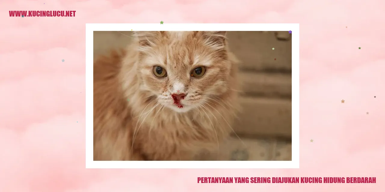 Kucing dengan Hidung Berdarah