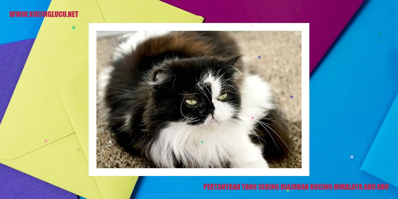 Kucing Himalaya Abu-abu