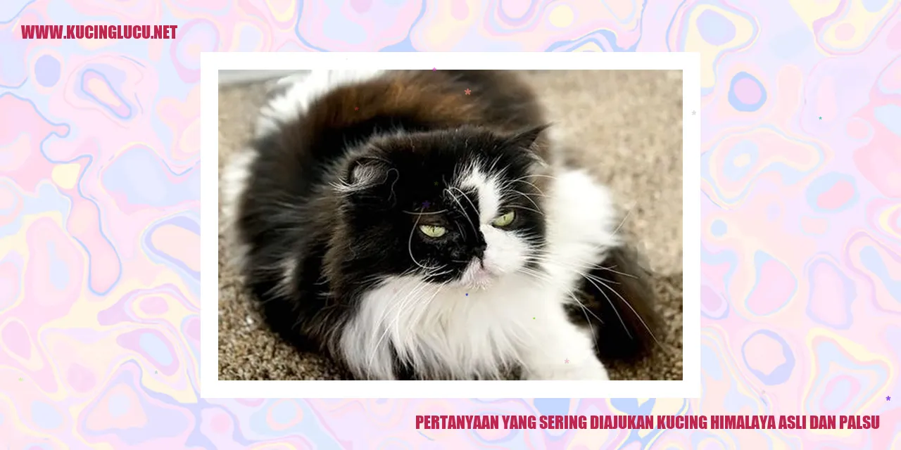 kucing himalaya