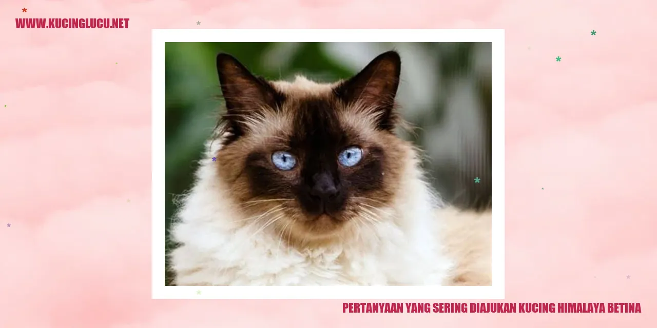 Kucing Himalaya Betina