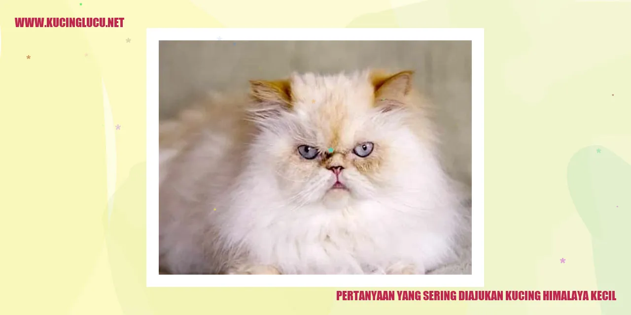 Kucing Himalaya