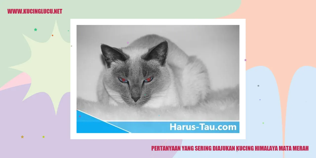 Kucing Himalaya Mata Merah