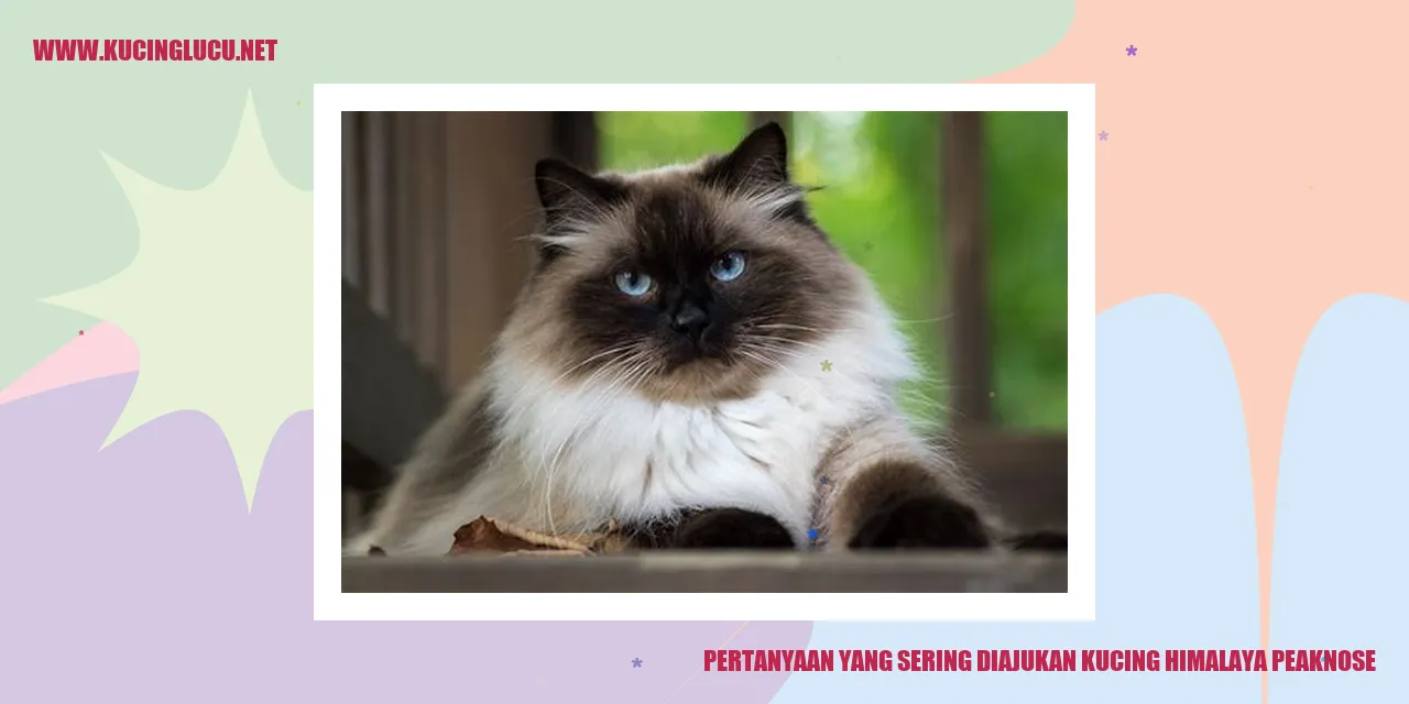 Kucing Himalaya Peaknose
