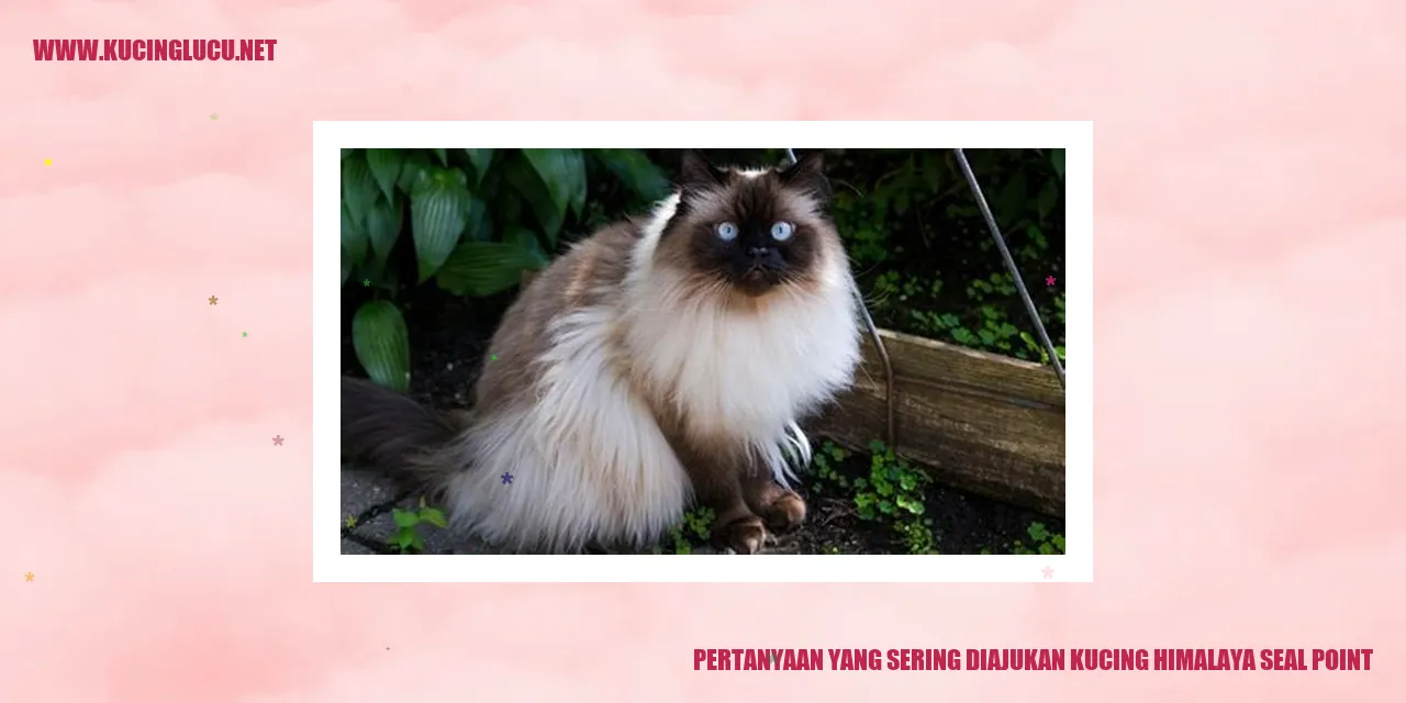 Kucing Himalaya Seal Point