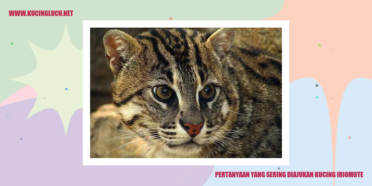 Gambar Kucing Iriomote