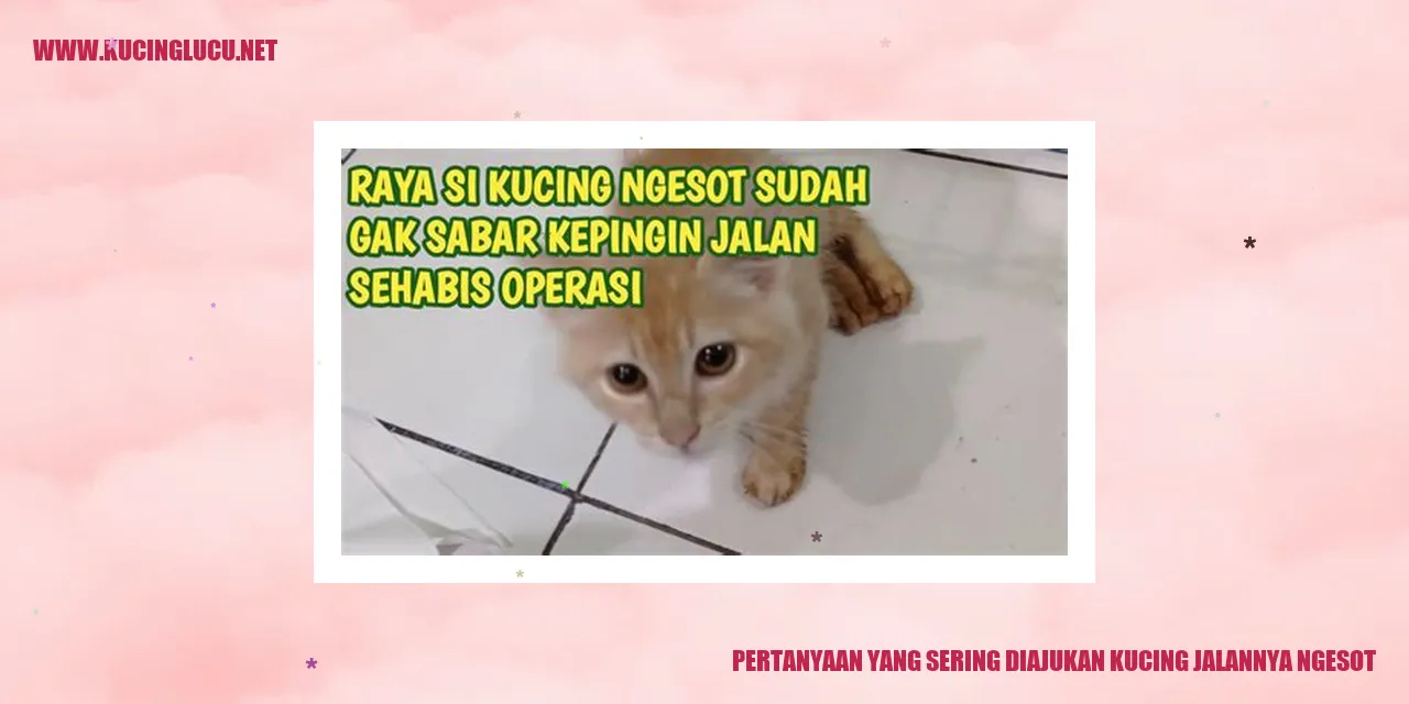 Kucing berjalan ngesot