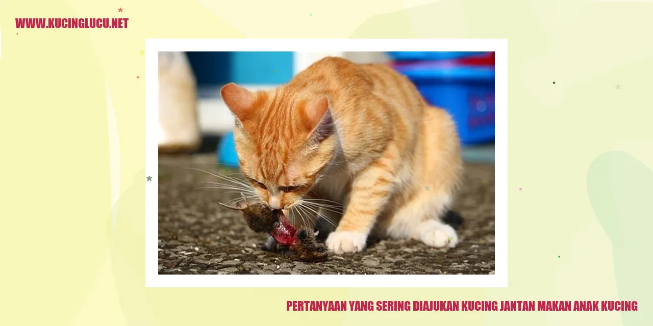 Gambar Kucing Jantan Memakan Anak Kucing