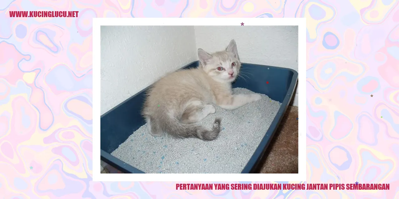 Kucing Jantan Pipis Sembarangan