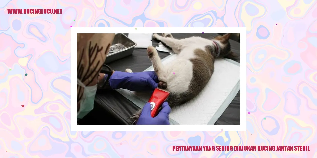 Gambar kucing jantan steril