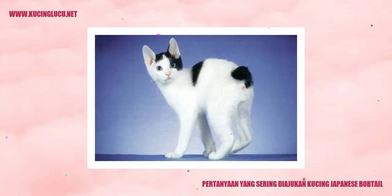Kucing Japanese Bobtail