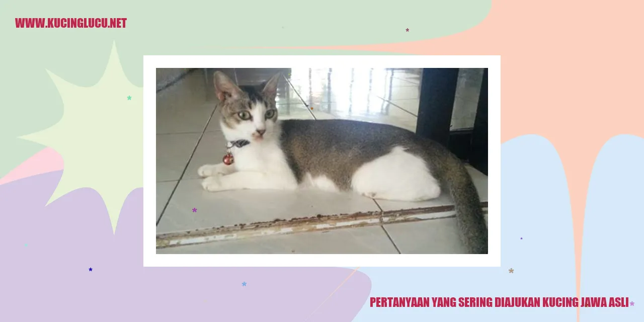 Kucing Jawa Asli