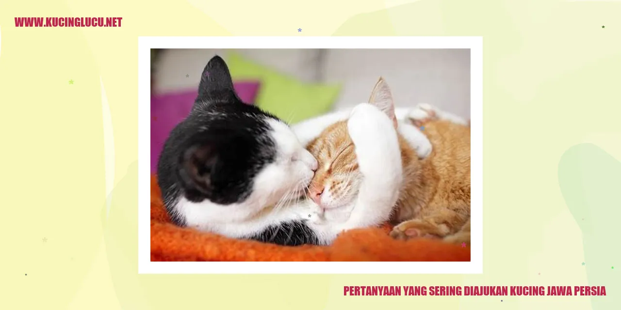 Kucing Jawa Persia
