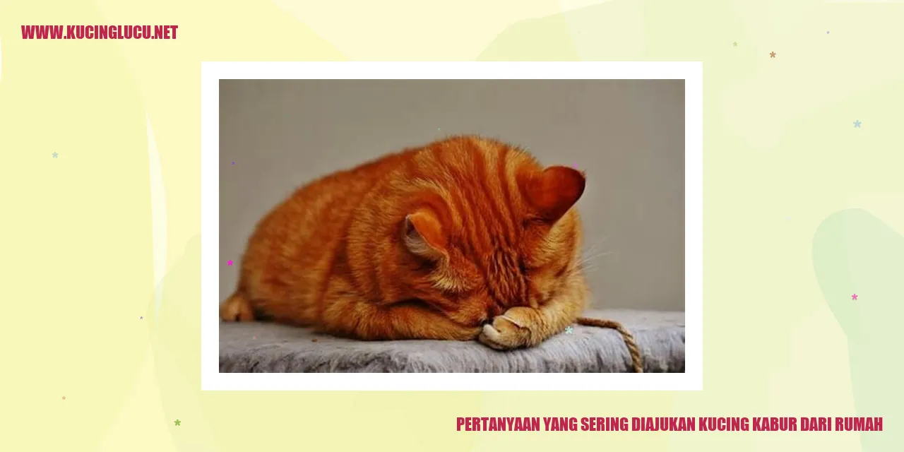 Kucing kabur dari rumah