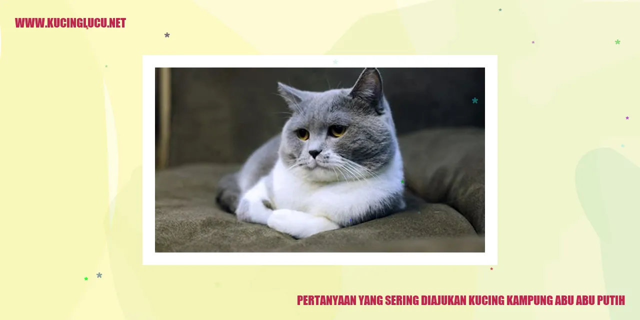 Kucing Kampung Abu-abu Putih