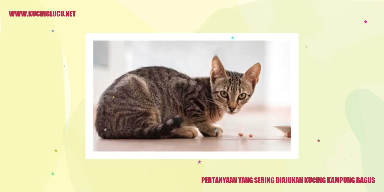 Gambar Kucing Kampung yang Bagus
