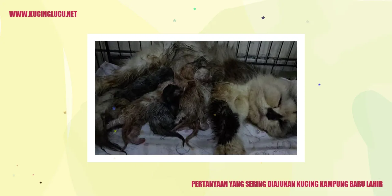 Kucing Kampung Baru Lahir