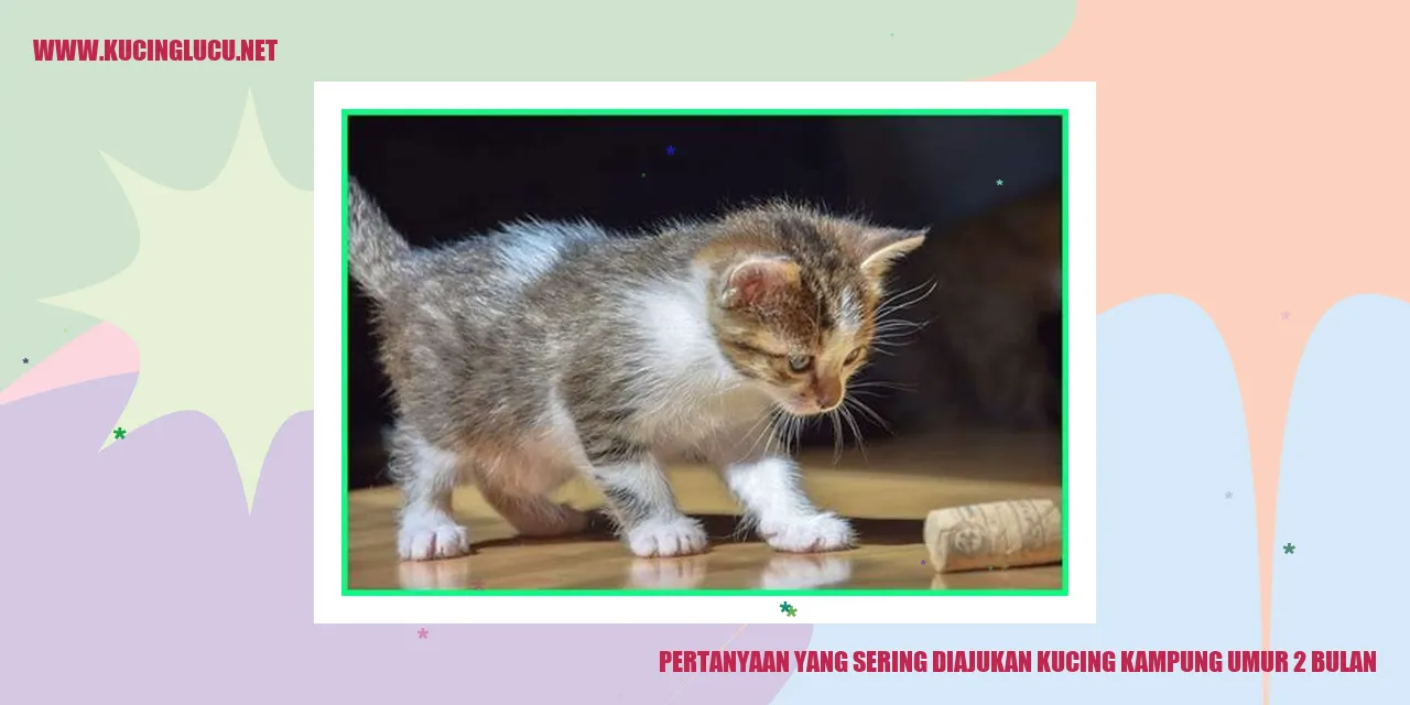 Gambar Kucing Kampung Umur 2 Bulan