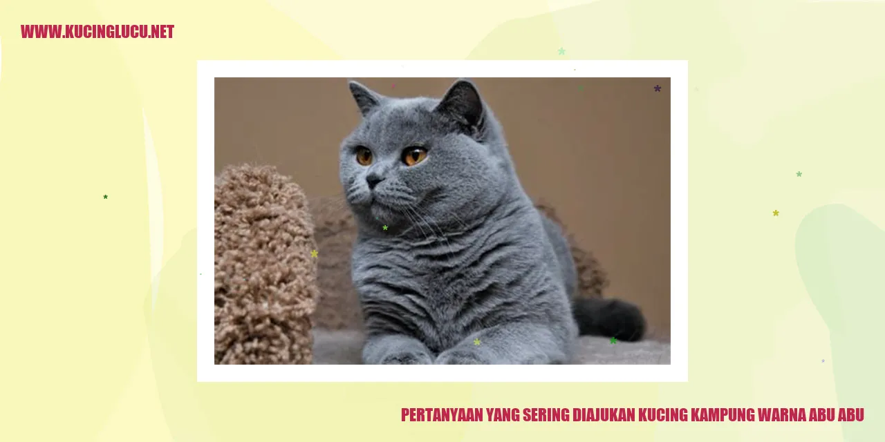 Kucing Kampung Warna Abu-abu