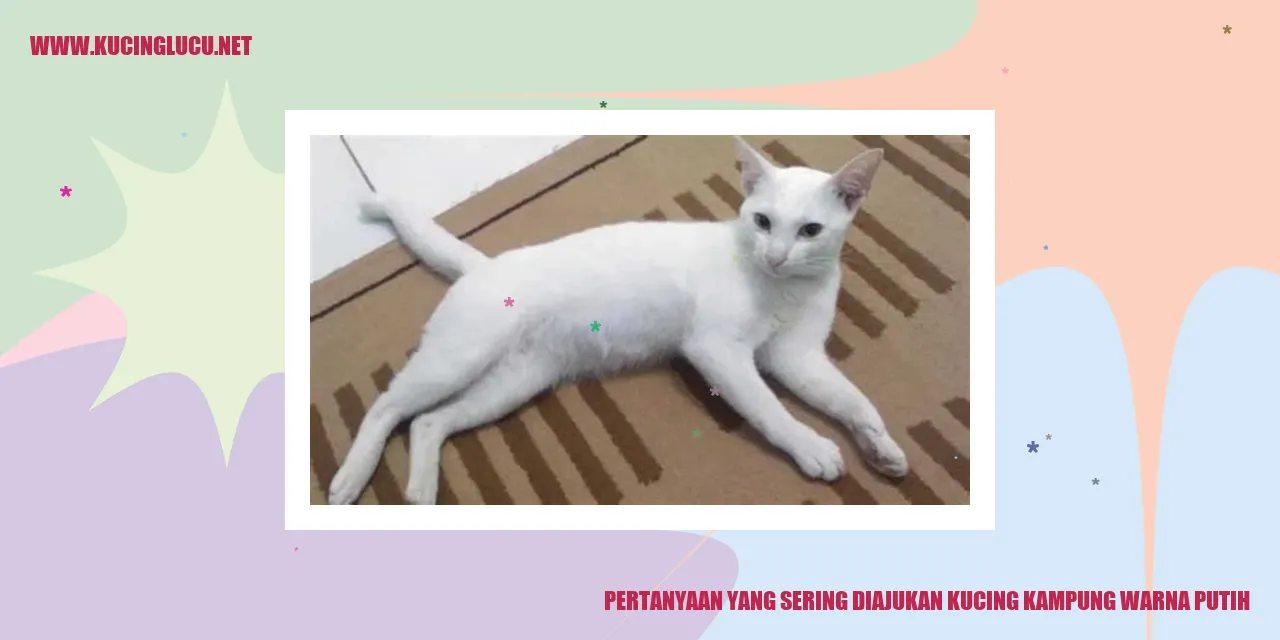 Kucing Kampung Berwarna Putih