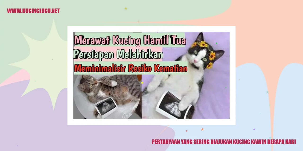 kucing kawin