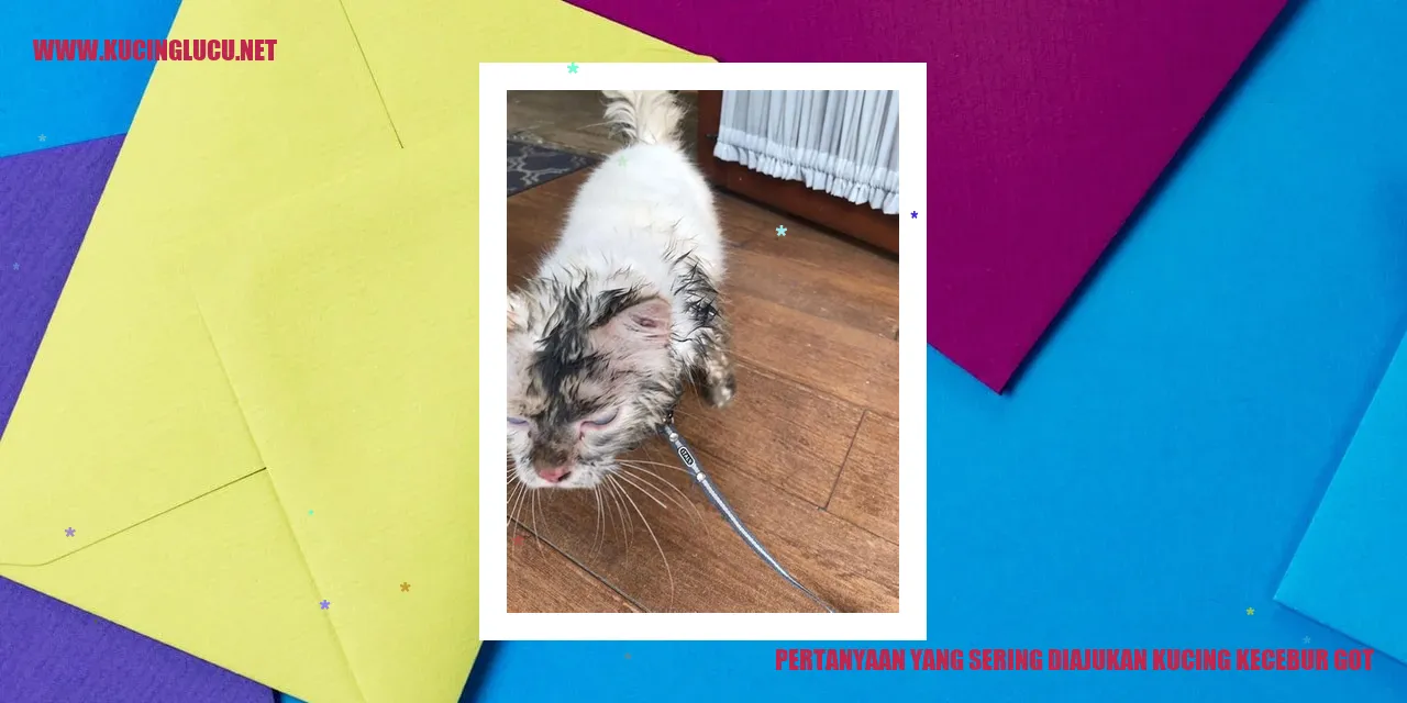 Gambar Kucing Kecebur Got