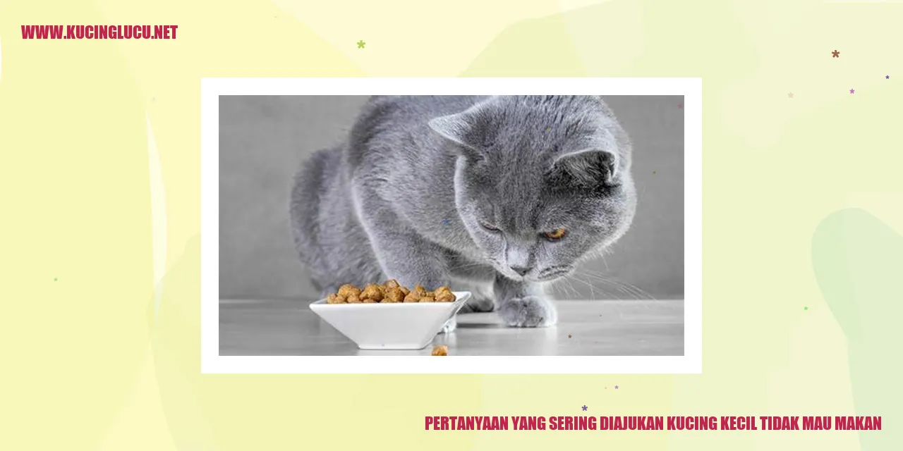 Kucing Kecil Tidak Mau Makan