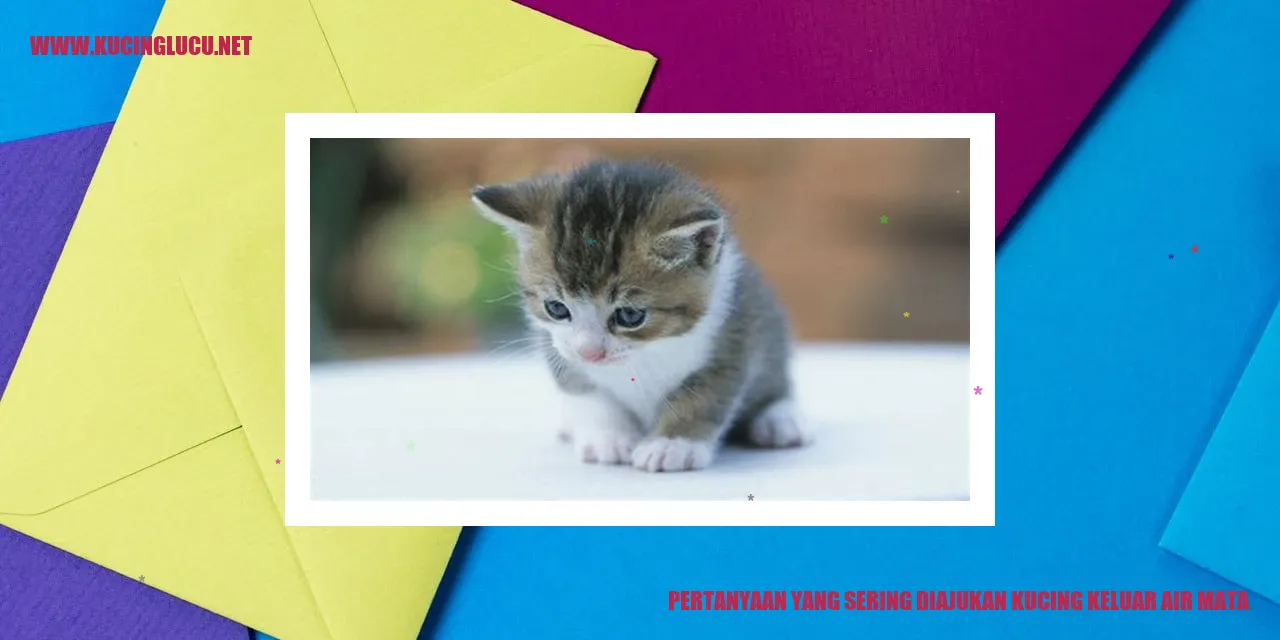 Foto Kucing Menangis