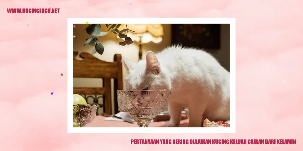 Gambar Kucing
