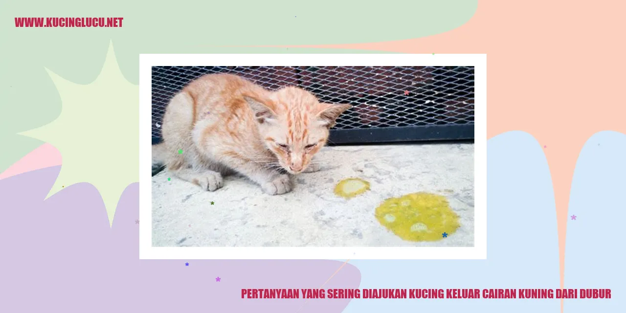 Kucing dengan cairan kuning dari dubur