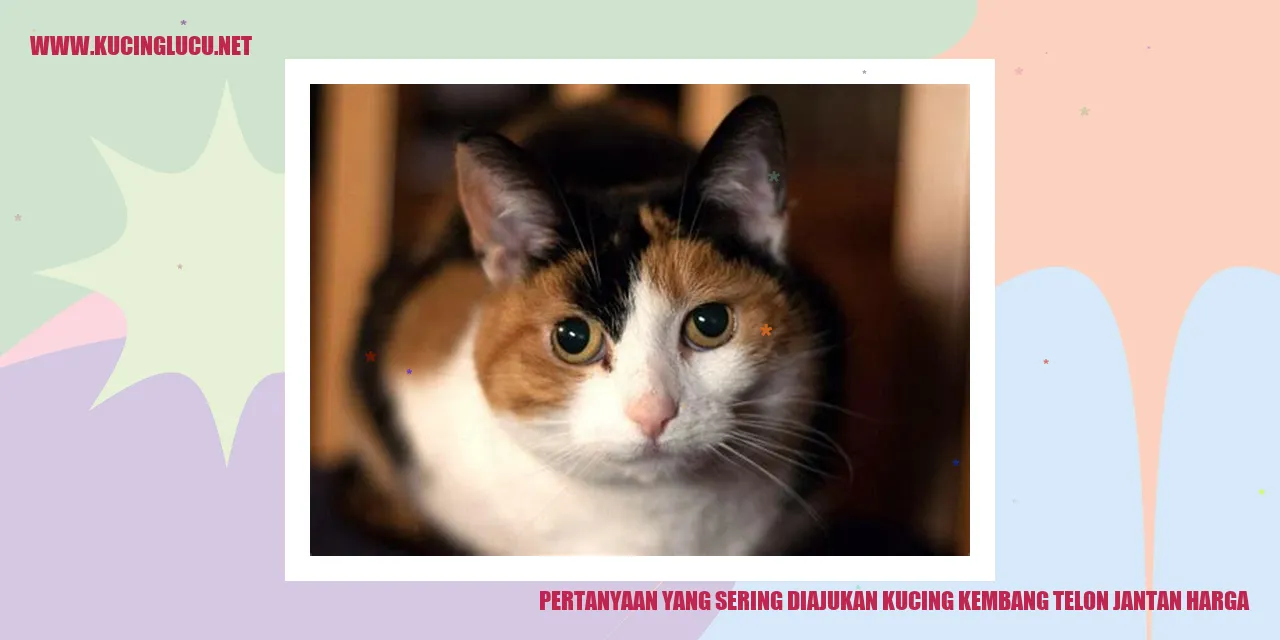 Kucing Kembang Telon Jantan
