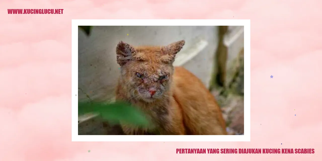 Kucing yang Kena Scabies