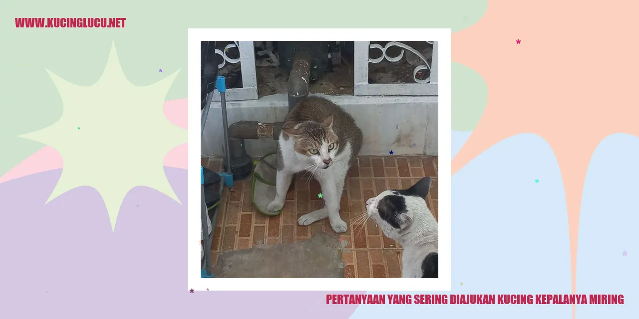 Gambar Kucing Miring