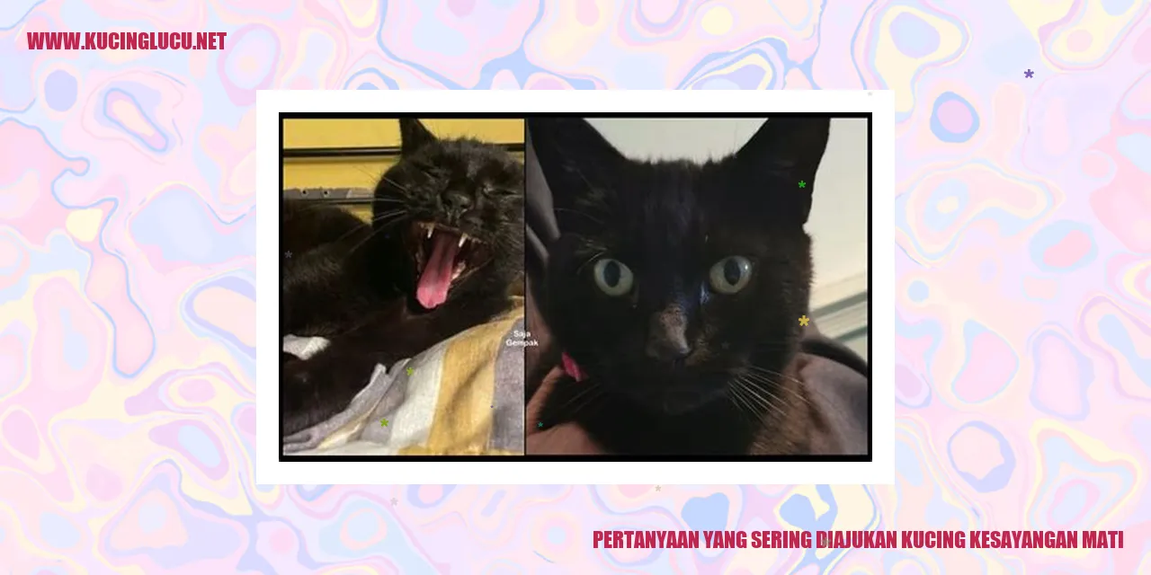Pertanyaan yang Sering Diajukan kucing kesayangan mati