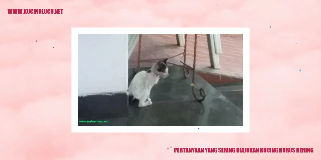 Kucing Kurus Kering
