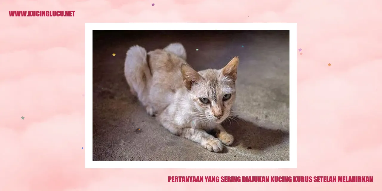 Kucing Kurus Setelah Melahirkan