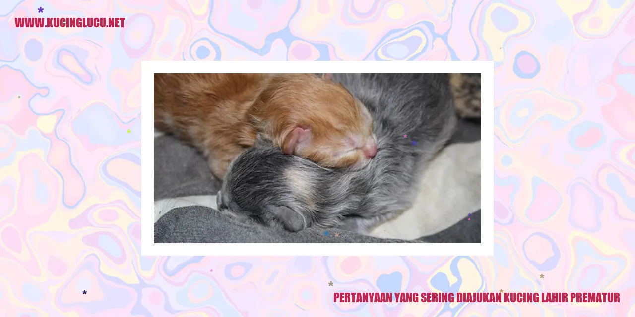 Kelahiran Kucing Prematur