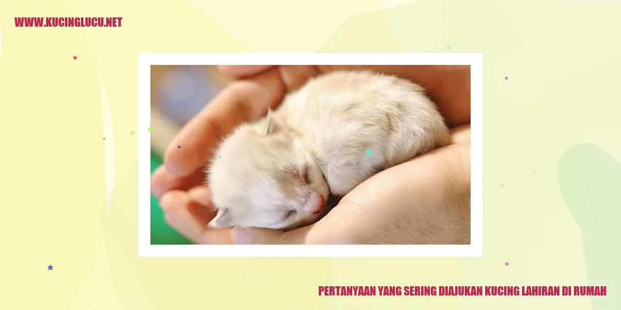 Gambar Kucing Lahiran