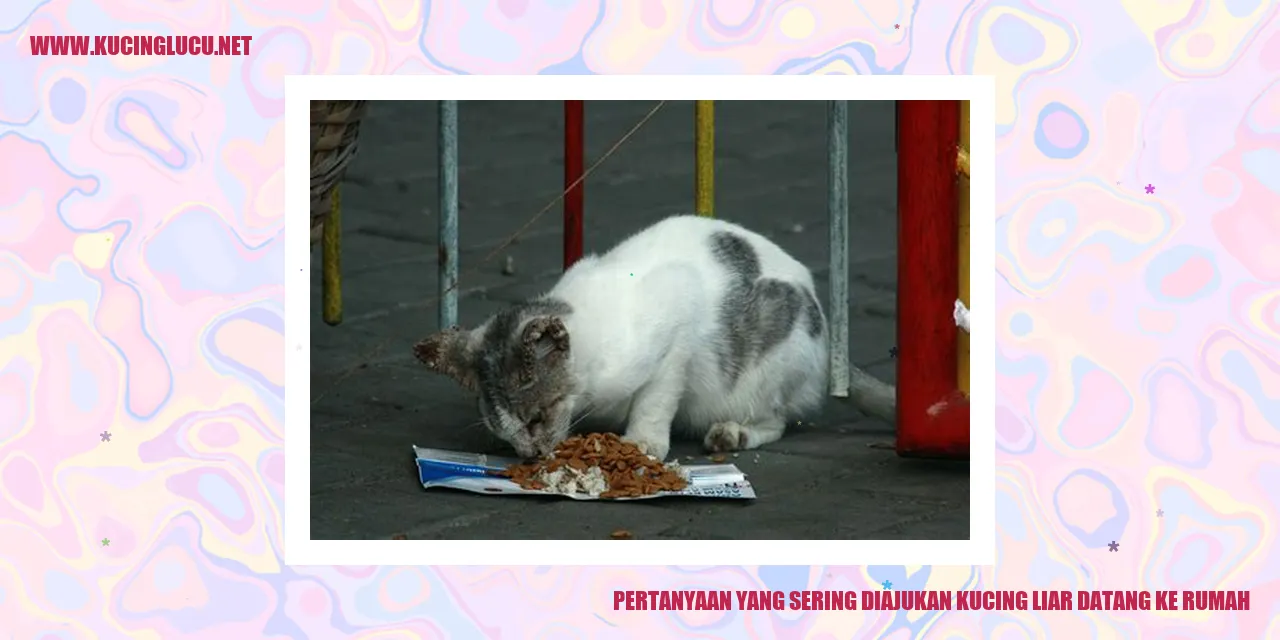 Kucing Liar Datang ke Rumah