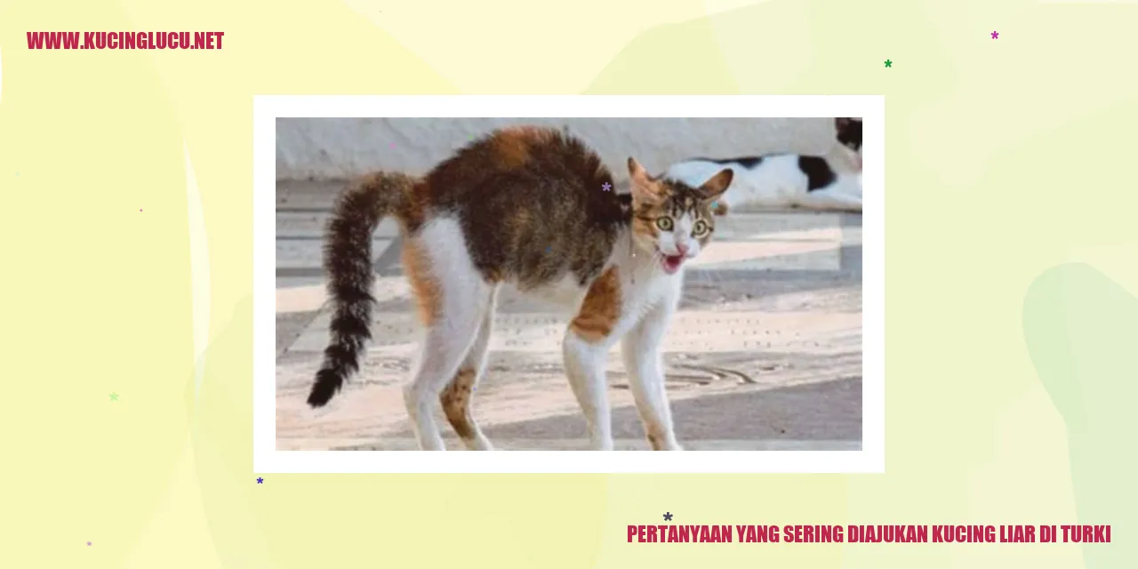 Kucing Liar di Turki