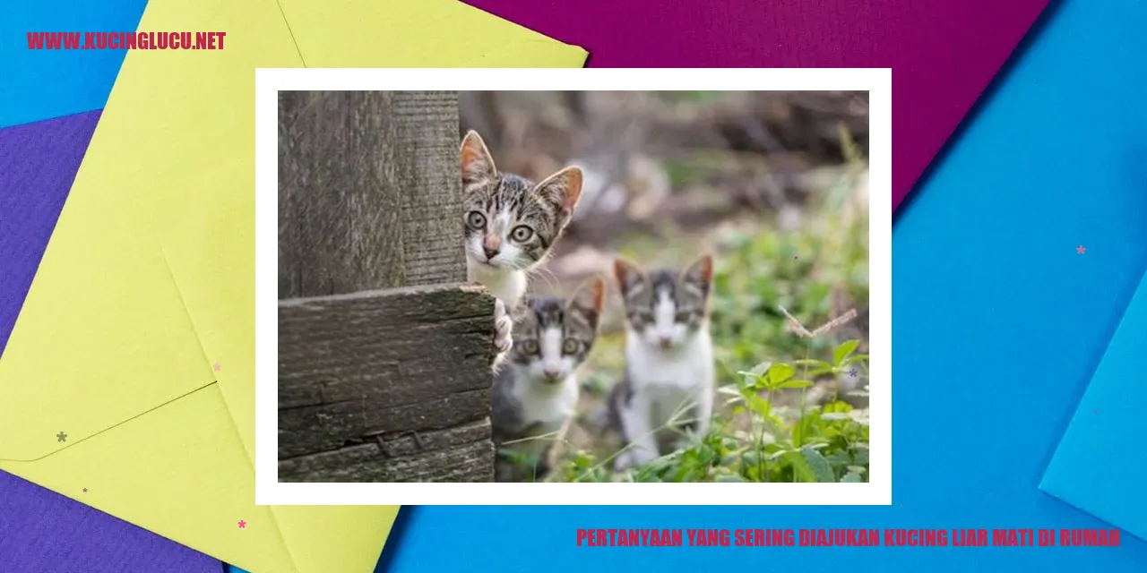 Kucing Liar Mati di Rumah