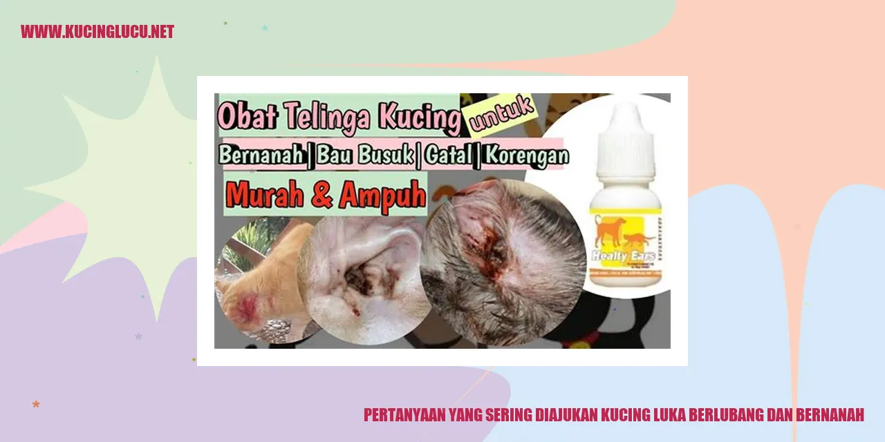 gambar kucing dengan luka berlubang dan bernanah