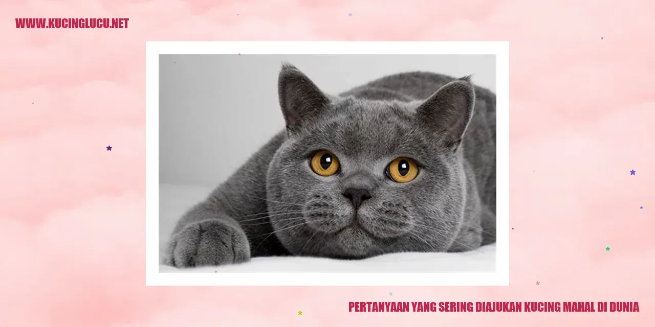 Gambar kucing mahal