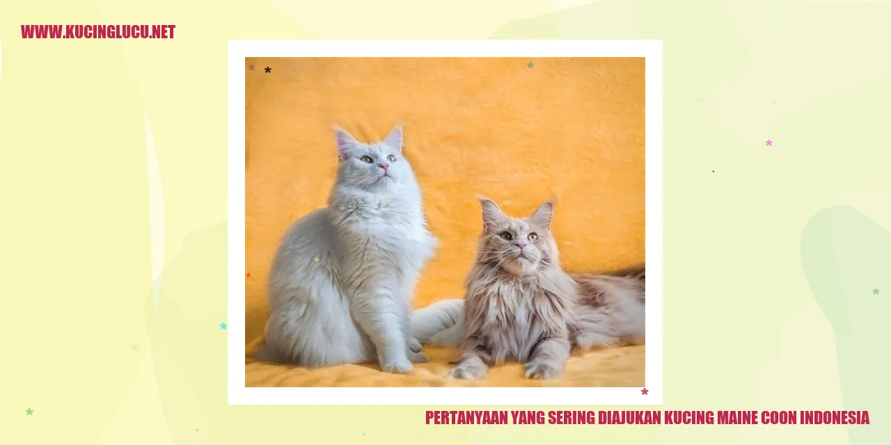 Kucing Maine Coon di Indonesia