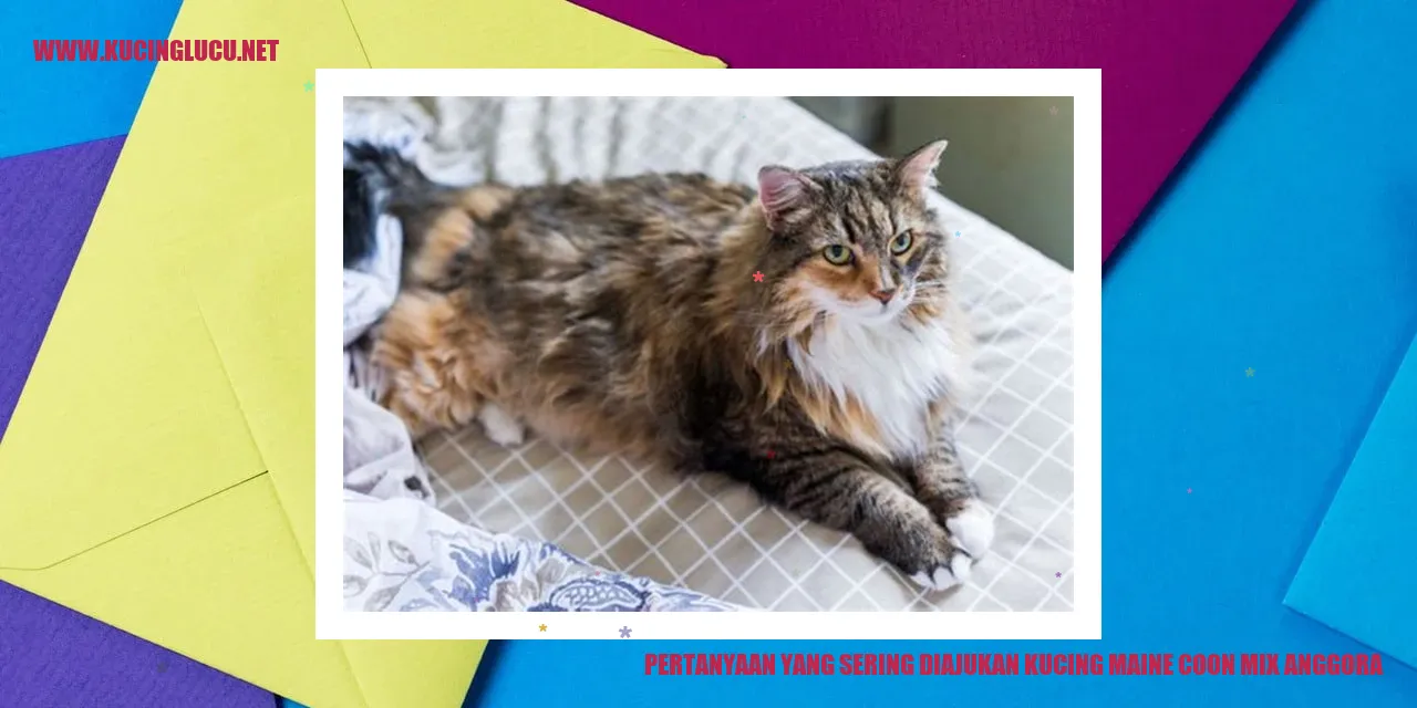 Ilustrasi Kucing Maine Coon Mix Anggora