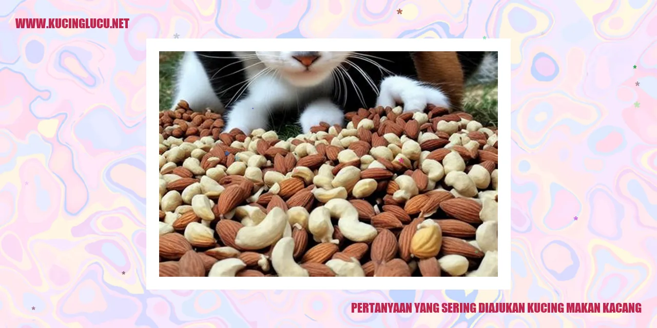 Kucing makan kacang