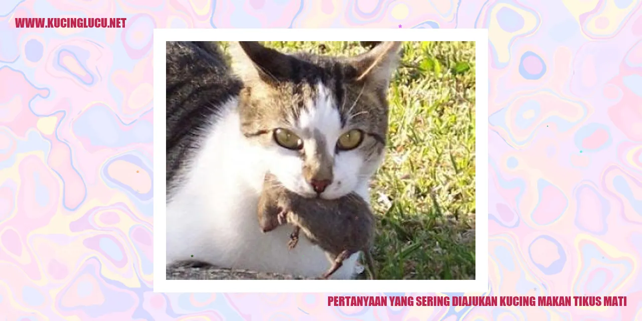 Gambar Kucing Makan Tikus Mati