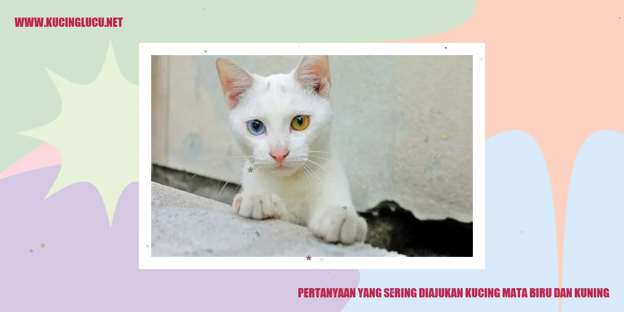 Kucing Mata Biru dan Kuning