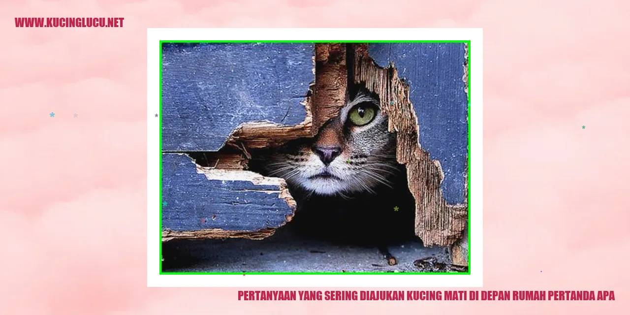 Gambar: Kucing Mati