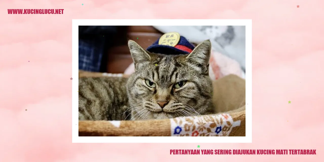 Kucing Mengalami Kecelakaan
